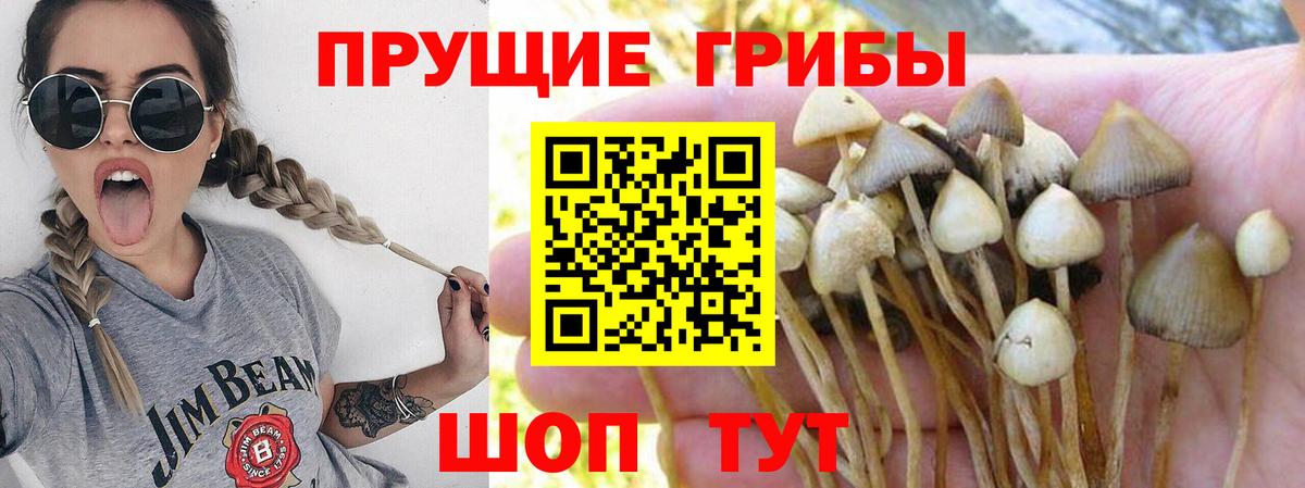 Галлюциногенные грибы Psilocybe Борзя